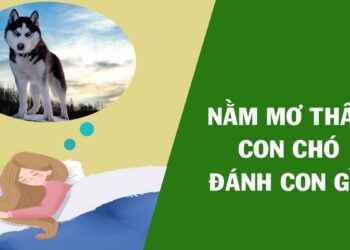 Giải mã mơ thấy chó là điềm tốt hay xấu? Nên đánh đề con gì?