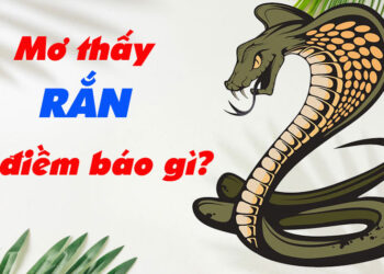 Giải mã nằm mơ thấy rắn là điềm tốt hay xấu? Đánh đề con gì?