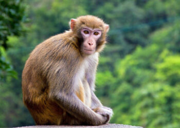 Bí mật tử vi sinh năm 1992 mệnh gì?