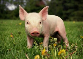 Bí mật tử vi sinh năm 1995 mệnh gì?