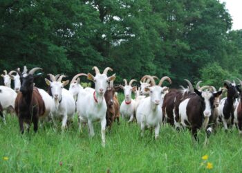 Bí mật tử vi sinh năm 2003 mệnh gì? 03 tuổi gì? Hợp màu gì?