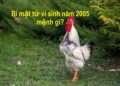 Bí mật tử vi sinh năm 2005 mệnh gì?