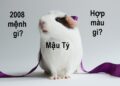 Bí mật tử vi sinh năm 2008 mệnh gì?