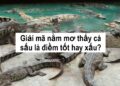 Giải mã nằm mơ thấy cá sấu là điềm tốt hay xấu?