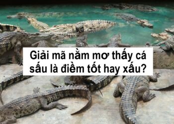 Giải mã nằm mơ thấy cá sấu là điềm tốt hay xấu?
