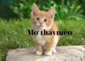 Giải mã giấc mơ thấy mèo là điềm tốt hay xấu?
