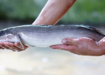 Giải mã nằm mơ thấy cá lóc là điềm tốt hay xấu?