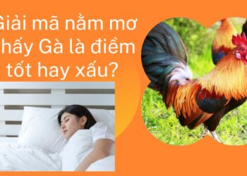Giải mã nằm mơ thấy Gà là điềm tốt hay xấu?