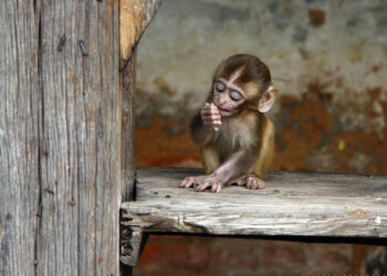 Giải mã nằm mơ thấy khỉ là điềm tốt hay xấu?