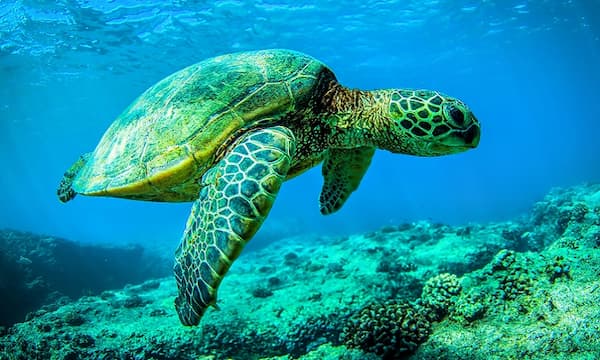 Mơ thấy chú rùa ngoài biển