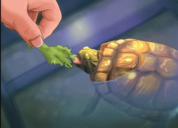 Mơ thấy cho rùa ăn