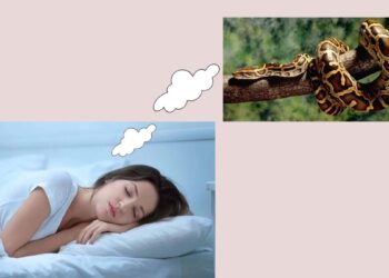 Giải mã nằm mơ thấy trăn điềm tốt hay xấu?