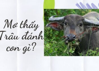 Mơ thấy trâu đánh con gì?