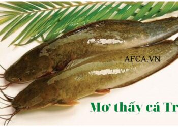 Giải mã nằm mơ thấy cá trê là điềm tốt hay xấu?