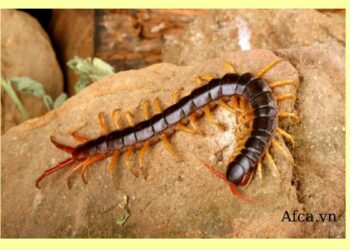 Giải mã nằm mơ thấy Rết là điềm tốt hay xấu?