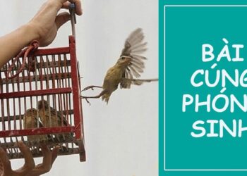 Văn khấn phóng sinh chuẩn, đầy đủ, chi tiết nhất hiện nay